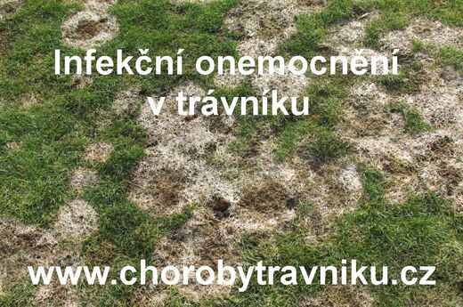 choroby trávníku.JPG